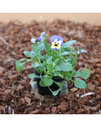 Pensée Viola Ultima radiance violet picot