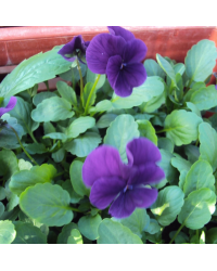 Pensée Viola Sorbet xp violet