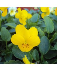 Pensée Viola Sorbet xp jaune