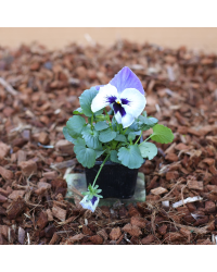 Pensée Matrix à macule blanc et violet