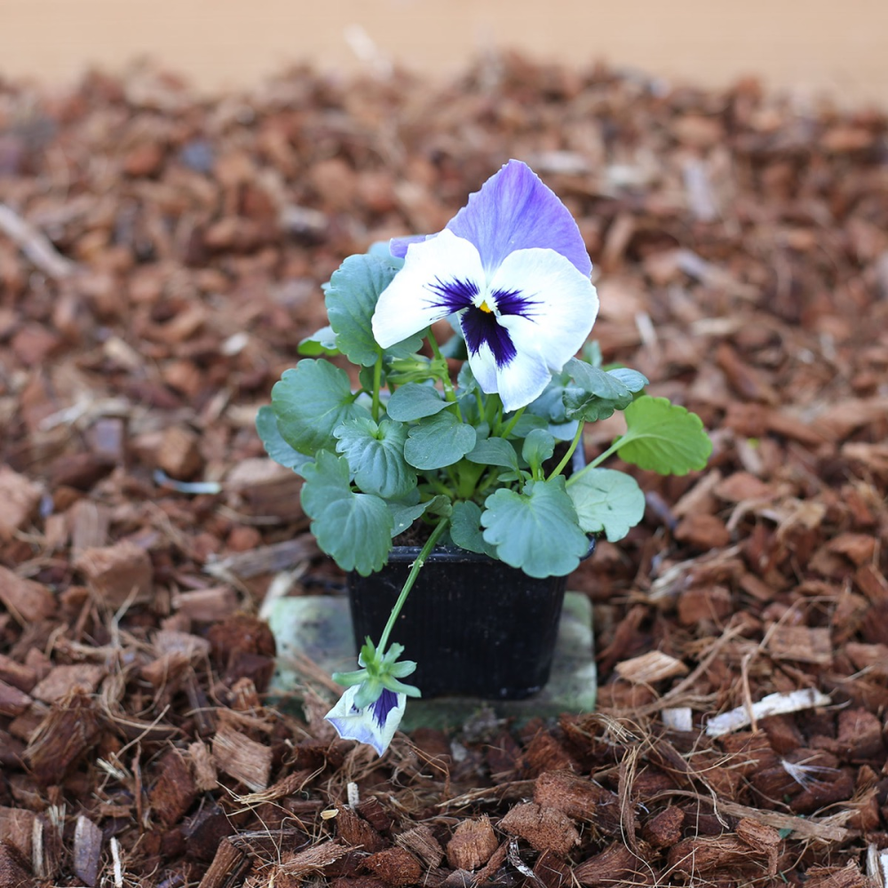 Pensée Matrix à macule blanc et violet