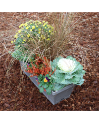 Jardinière Chrysanthème, Carex, Calluna, Pensée, Choux