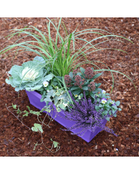 Jardinière Choux, Acorus, Pensée, Lierre, Skimmia, Calluna