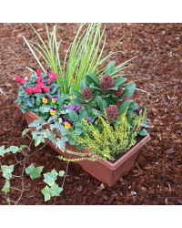 Jardinière Cyclamen, Acorus, Pensée, Lierre, Skimmia, Calluna