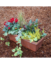 Jardinière Cyclamen, Pensée, Miscanthus, Lierre, Skimmia, Calluna