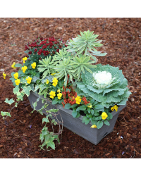 Jardinière Chrysanthème, Pensée, Lierre, Euphorbe, Calluna, Choux