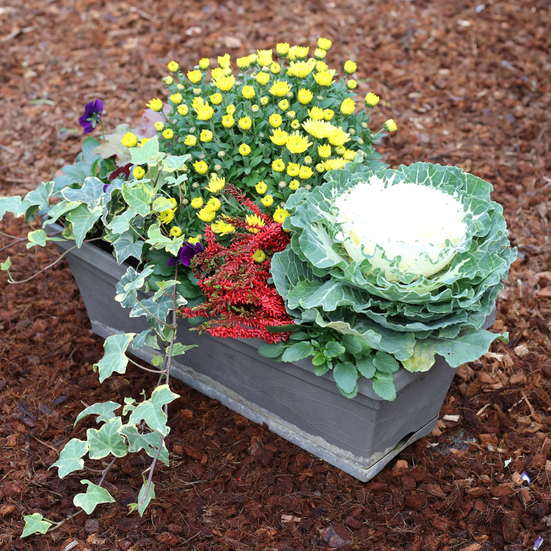 Acheter jardinière Pensée + Heuchère + Lierre + Chrysanthème pas cher