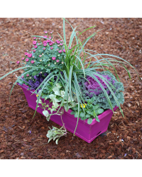 Jardinière Chrysanthème, Calluna, Acorus, Pensée, Ajuga Reptans, Choux