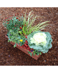 Jardinière Chrysanthème, Pensée, Lonicera, Acorus, Calluna, Choux
