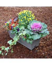 Jardinière Pensée, Heuchère, Calluna, Chrysanthème, Lierre, Choux
