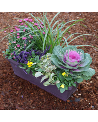 Jardinière Chrysanthème, Calluna, Acorus, Pensée, Ajuga Reptans, Choux
