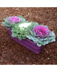 Jardinière 3 Choux