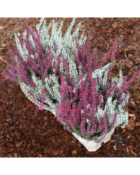 Jardinière Jardinière 3 bruyères tricolores