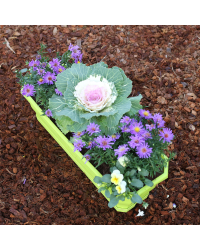Jardinière Aster, Choux, Pensée