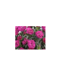 oeillet Dianthus roselly purple