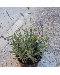 lavande angustifolia hidcote