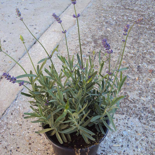 lavande angustifolia hidcote