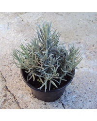 Lavande Angustifolia Dwarf Blue