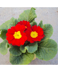 Primula Rambo Late Mix Rouge