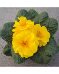Primula Rambo Late Mix Jaune