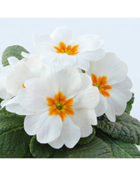Primula Rambo Late Mix Blanc