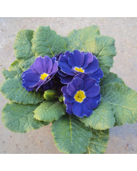 Primula Rambo Late Mix Bleu