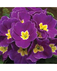 Primula Rambo Late Mix Violet