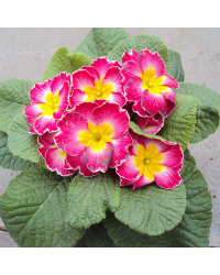 Primula Rambo Late Mix Elcora Rose