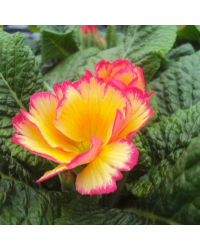 Primula Vulgaris Scentsation Yellow Cream