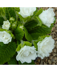 Primula Rubens (Double) Blanc