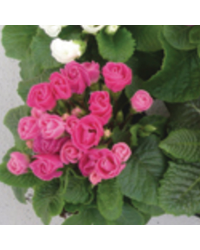 Primula Rubens (Double) Rose