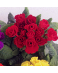 Primula Rubens (Double) Rouge