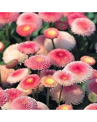Paquerette Bellis Perennis 'Tasso Pink'
