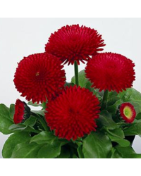 Paquerette Bellis Perennis 'Tasso Red'
