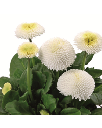 Paquerette Bellis Perennis 'Tasso White'