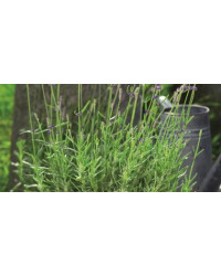 Lavande Angustifolia Hidcote Bleu