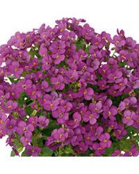 Arabis 'Roselite'
