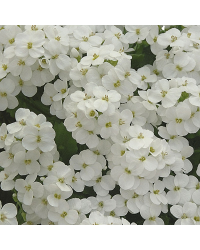 Arabis Alabastar