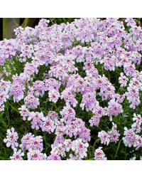 Iberis 'Pink Ice'