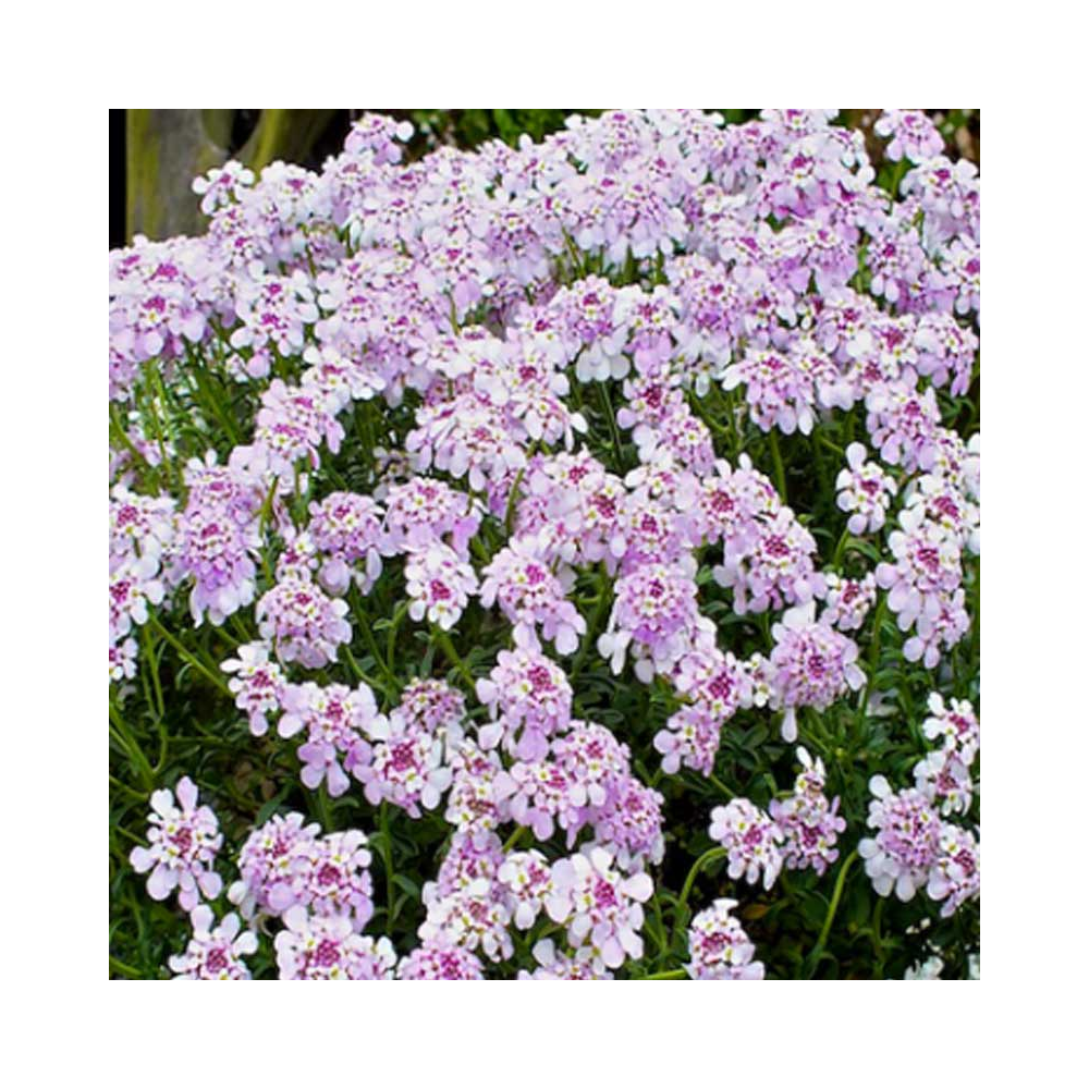 Iberis 'Pink Ice'