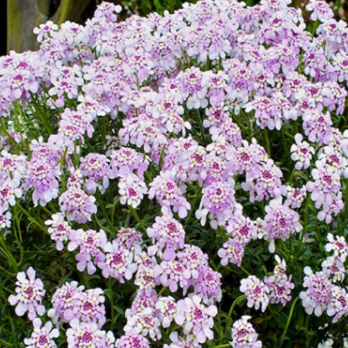 Iberis 'Pink Ice'