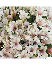 Alstroemère : Lys des Incas Inticancha 'White Pink Heart'