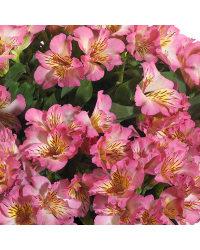 Alstroemère : Lys des Incas Inticancha 'Sunshine'