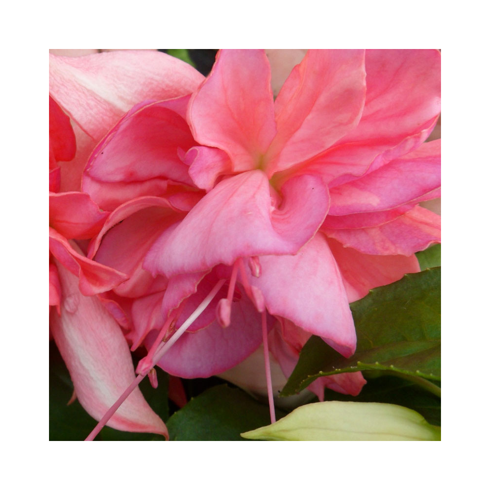 Fuchsia Retombant Peachy