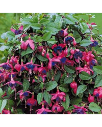 Fuchsia Retombant Dark Eyes