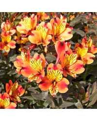 Alstroemère Indian Summer
