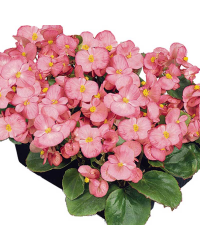 Begonia semperflorens mascotte rose