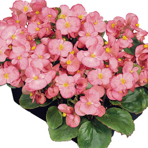 Begonia semperflorens mascotte rose