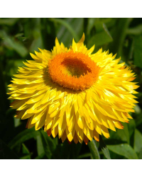 Bracteantha immortelle dreamtime jumbo jaune