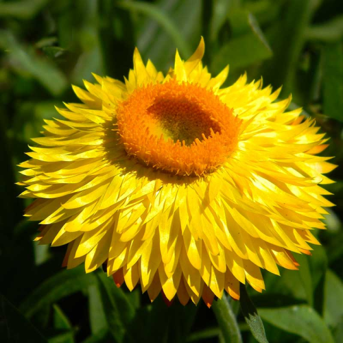 Bracteantha immortelle dreamtime jumbo jaune